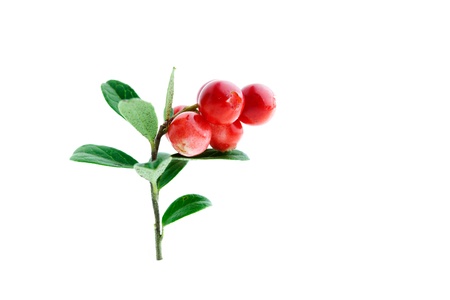 Fresh lingonberries with some leaves isolated on whiteの写真素材