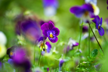 Bunch of purple violas growing in the gardenの写真素材