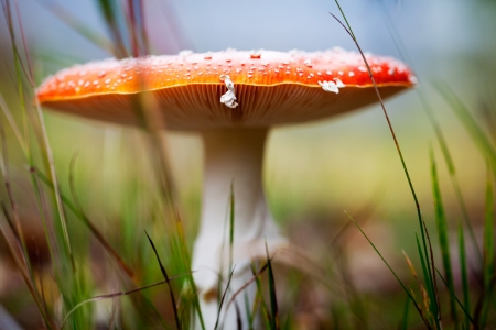 Amanita and colourful autumn leaves in the nature