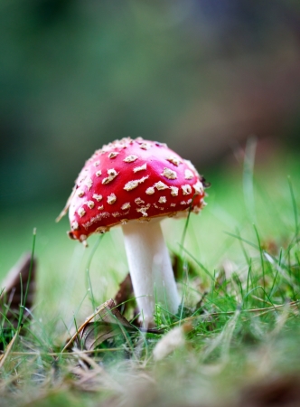 Amanita and colourful autumn leaves in the natureの写真素材