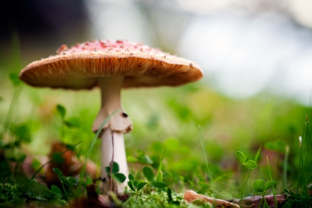 Amanita and colourful autumn leaves in the nature