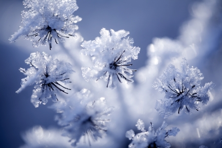 Close up of flower covered with ice and snowの写真素材