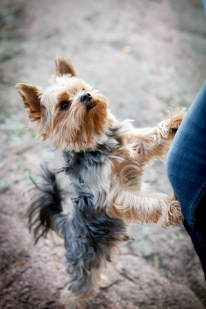 Young yorkshire terrier having good time outdoorsの写真素材
