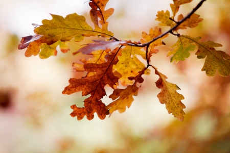 Close up of oak tree in autumn colorsの写真素材