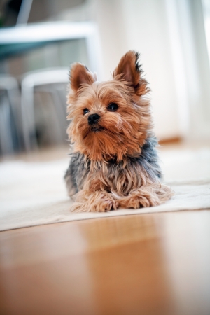 Yorkshire terrierの写真素材