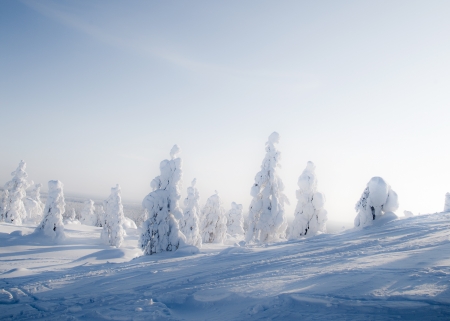 Beautiful sunny winter landscape in Lapland Finlandの写真素材