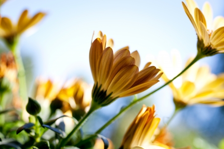 Close up of beautiful orange flower in sunlightの写真素材