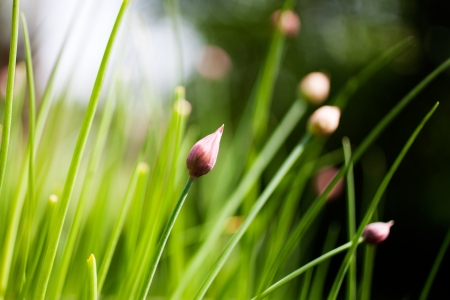 Bunch of chives growing in vegetable gardenの写真素材