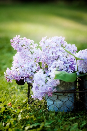 Lilac in beautiful purple color, selective focusの写真素材