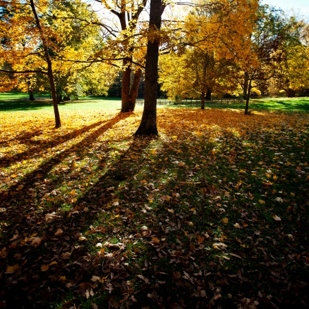 Colorful autumn trees on beautuful sunny dayの写真素材
