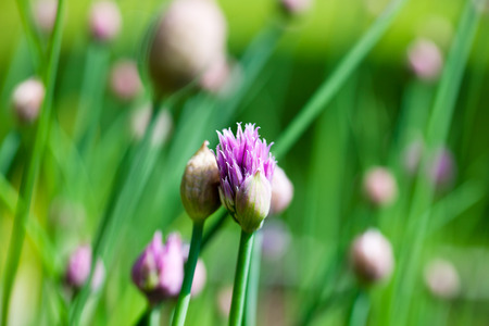 Purple chive flower blooming on sunny day