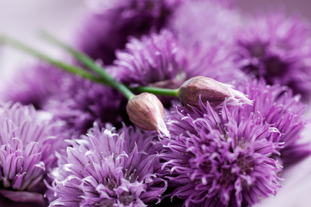 Close up of blooming chivesの写真素材