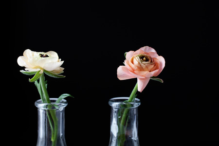Ranunculus in pale yellow and orangeの写真素材
