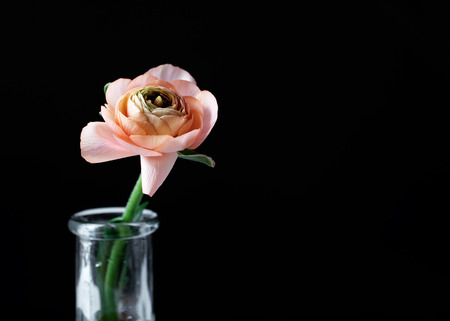 Ranunculus in pale yellow and orangeの写真素材