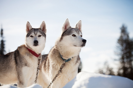 Huskies spending time outdoors in Lapland Finlandの写真素材