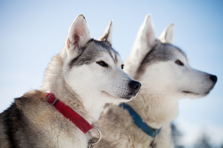 Huskies spending time outdoors in Lapland Finlandの写真素材