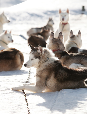 Huskies spending time outdoors in Lapland Finlandの写真素材