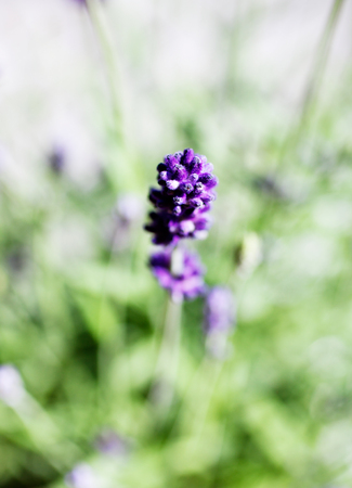 Growing lavender in home gardenの写真素材