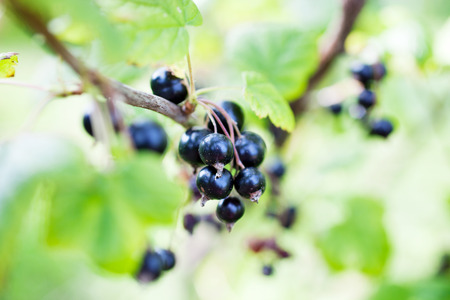 Blackcurrant growing in home gardenの写真素材