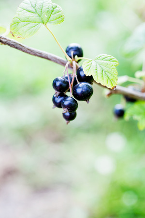Blackcurrant growing in home gardenの写真素材