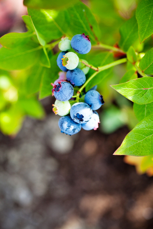 Growing blueberries in home gardenの写真素材