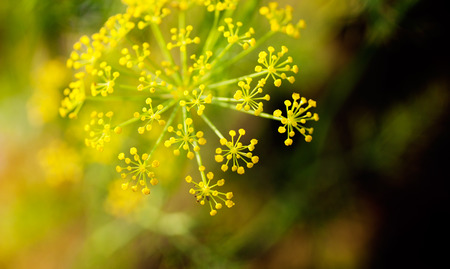 Fresh dill blooming in summer