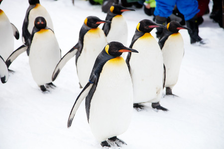 Penguins on the walk in zoo in Japanの写真素材