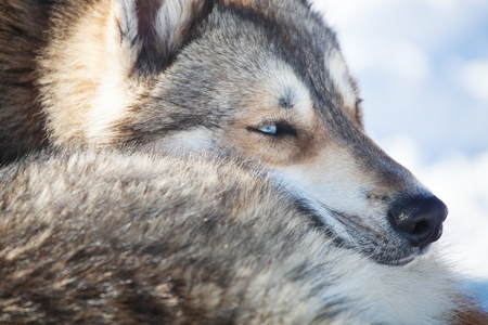 Huskies resting outdoors before sled ride