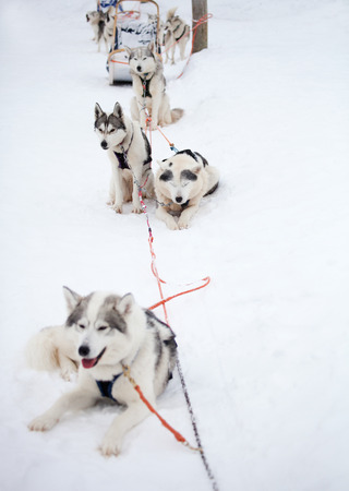 Huskies resting outdoors before sled rideの写真素材