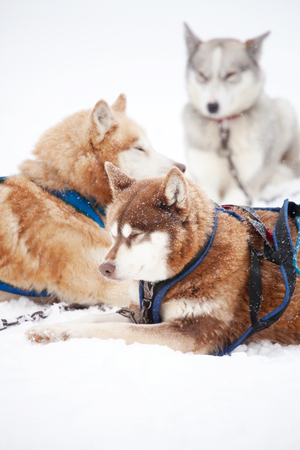 Huskies resting outdoors before sled rideの写真素材
