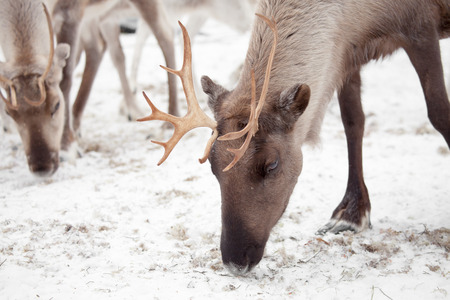 Reindeer outside in reindeer park