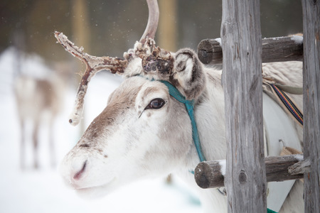 Reindeer outside in reindeer parkの写真素材