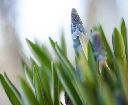 Close up of blue grape hyacinthの写真素材