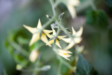 Tomato plant with yellow flowersの写真素材
