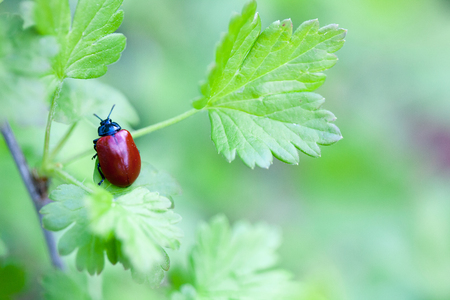 Crysomela populi bug on green leaf