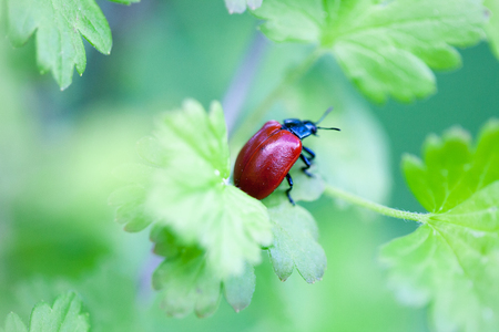 Crysomela populi bug on green leafの写真素材