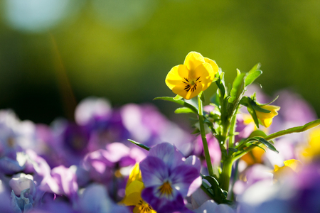 Pansies with purple and yellow shadesの写真素材