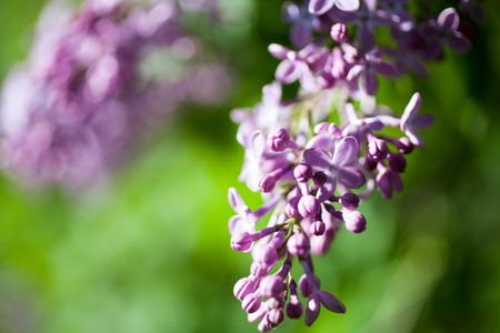 Purple lilac tree blooming in springの写真素材