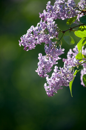 Purple lilac tree blooming in springの写真素材