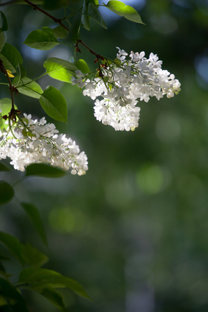 White lilac tree blooming in springの写真素材