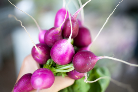 Fresh bunch of harvested radishの写真素材