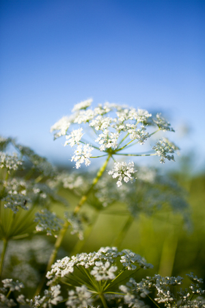 Anthriscus sylvestris, also known as cow parsleyの写真素材