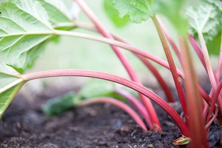 Growing rhubarb in home gardenの写真素材