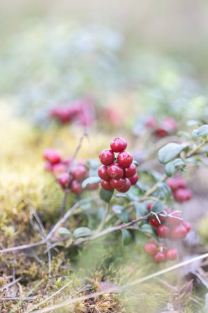 Lingonberries in the wildの写真素材