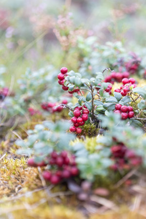 Lingonberries in the wildの写真素材