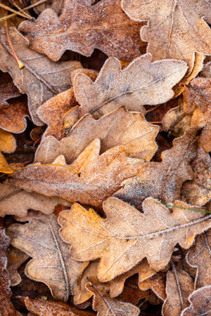 Frosty oak leaves fallen from the treeの写真素材