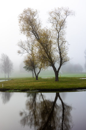 Foggy moorning in the golf courseの写真素材