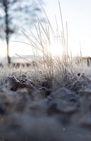 Frosty details in autumn morninngの写真素材