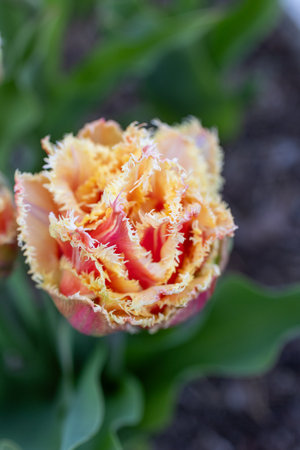 Mix of pink tulip cairns and orange tulip brisbaneの写真素材