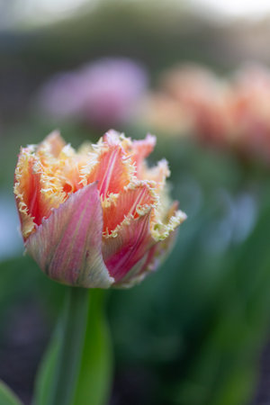 Mix of pink tulip cairns and orange tulip brisbaneの写真素材